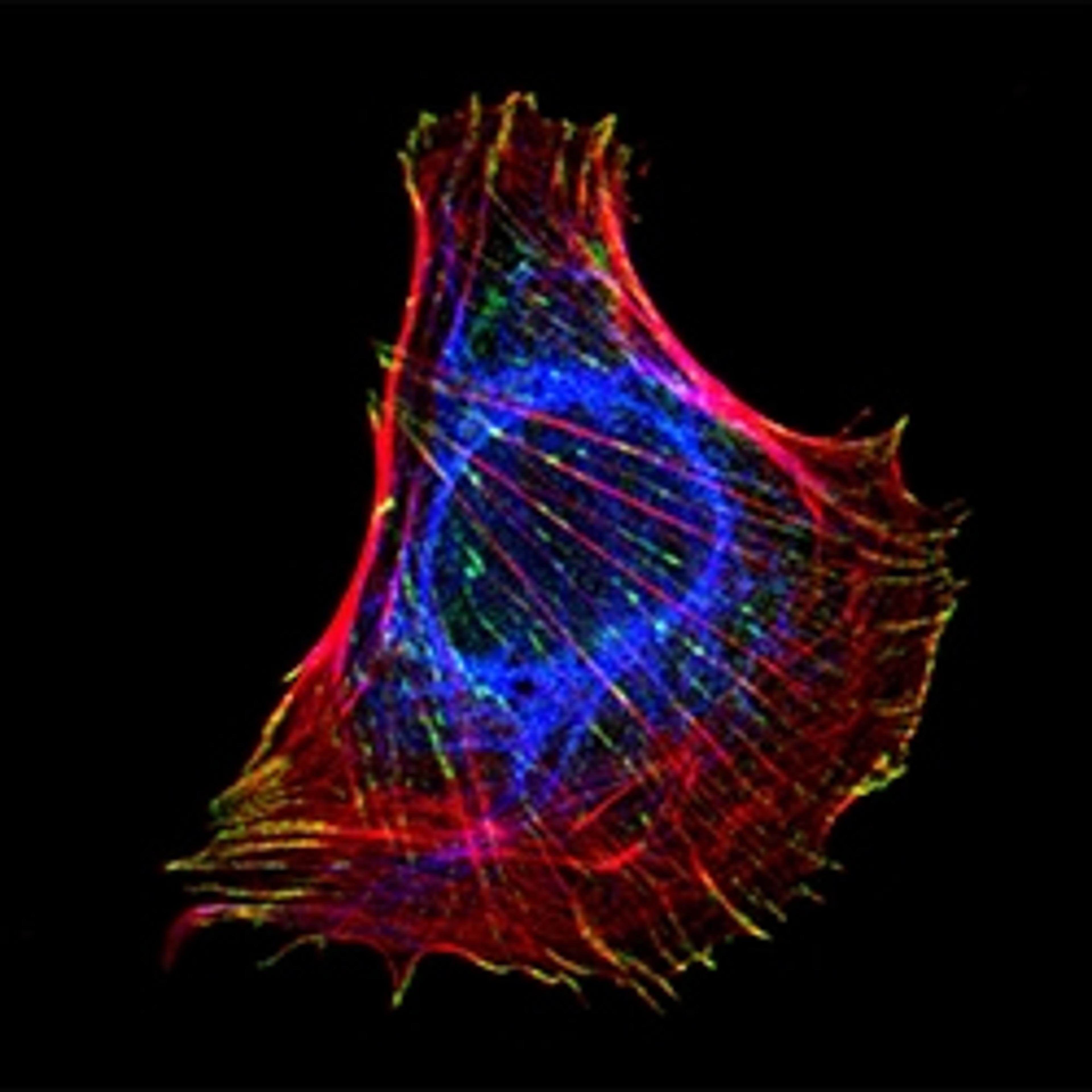 Jackson ImmunoResearch AffiniPure-VHH™ Secondaries - Jackson ImmunoResearch Laboratories Inc. - Life Sciences