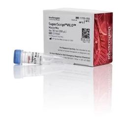 SuperScript VILO Master Mix - Thermo Fisher Scientific - Life Sciences