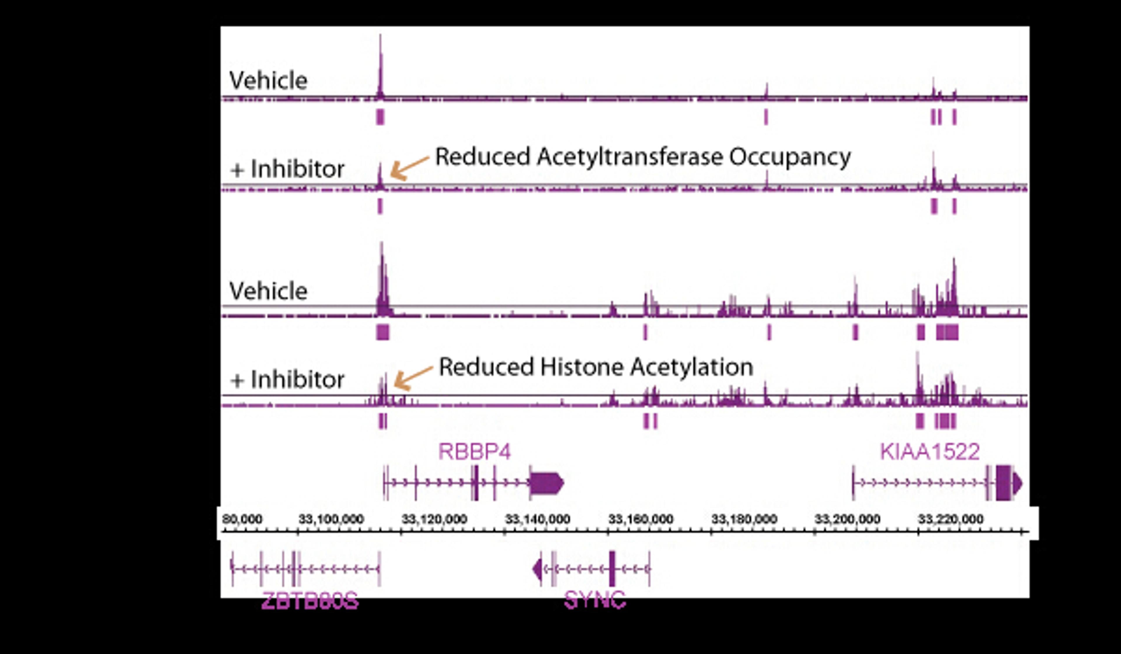 HistonePath ChIP-Seq Services - Active Motif