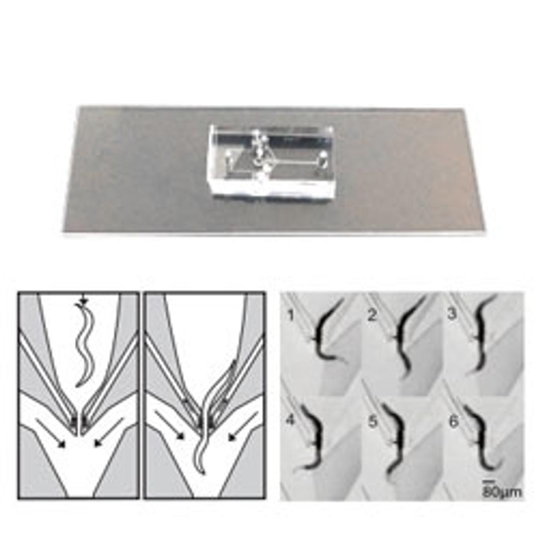 Stimulus Preference Chip - InVivo Biosystems - Drug discovery > Target Discovery