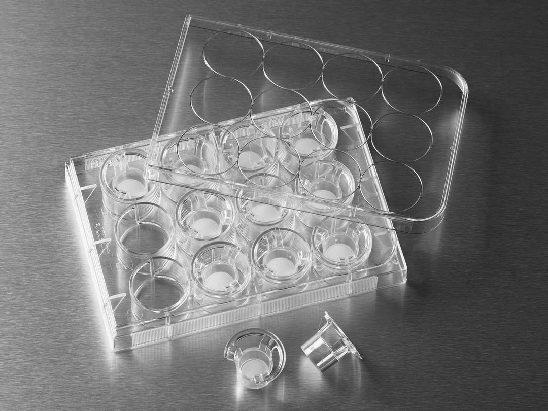 12 mm Transwell® with 0.4 µm Pore Polycarbonate Membrane Insert, Sterile - Corning Life Sciences - Life Sciences