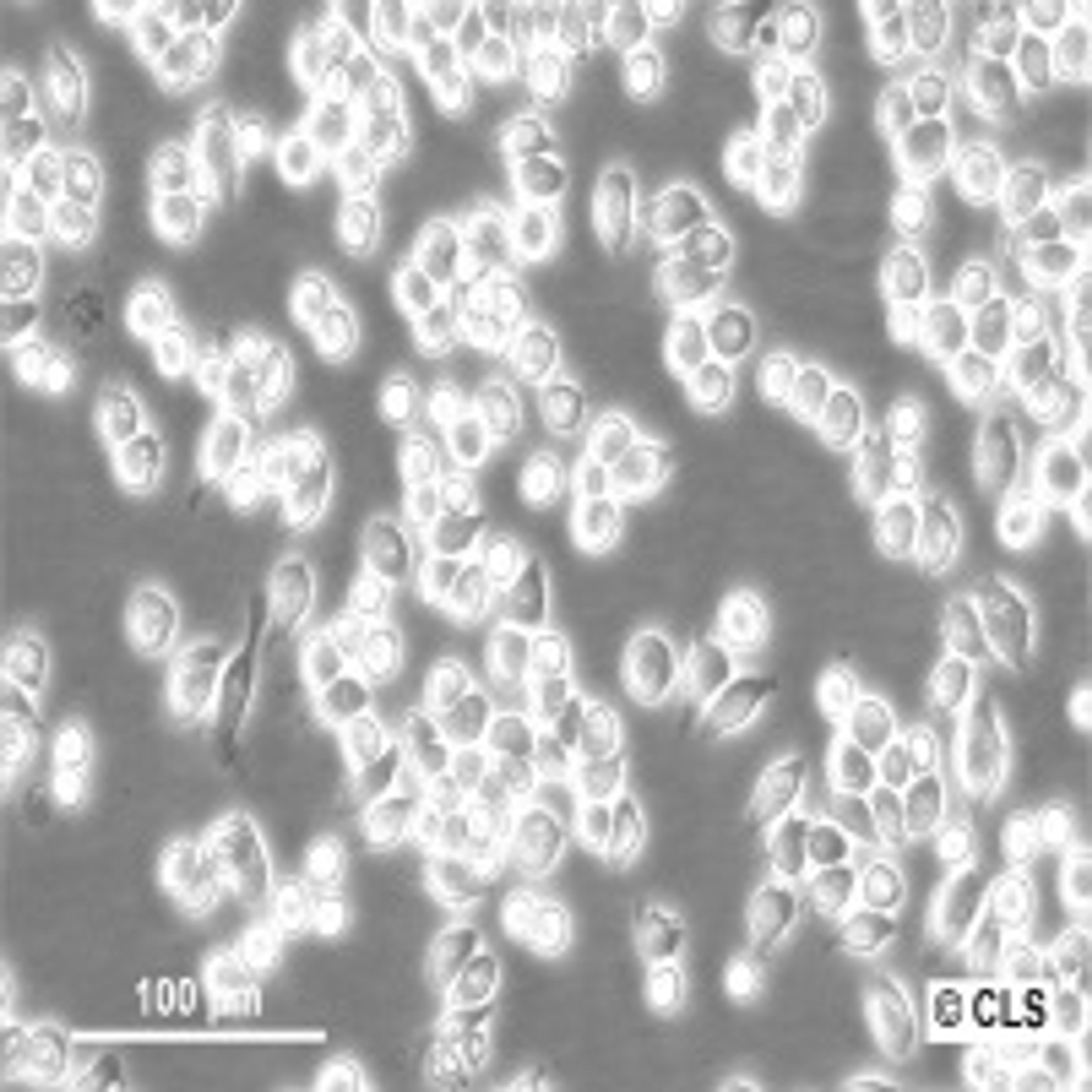 J774A.1 - Cell Lines Service GmbH - Life Sciences