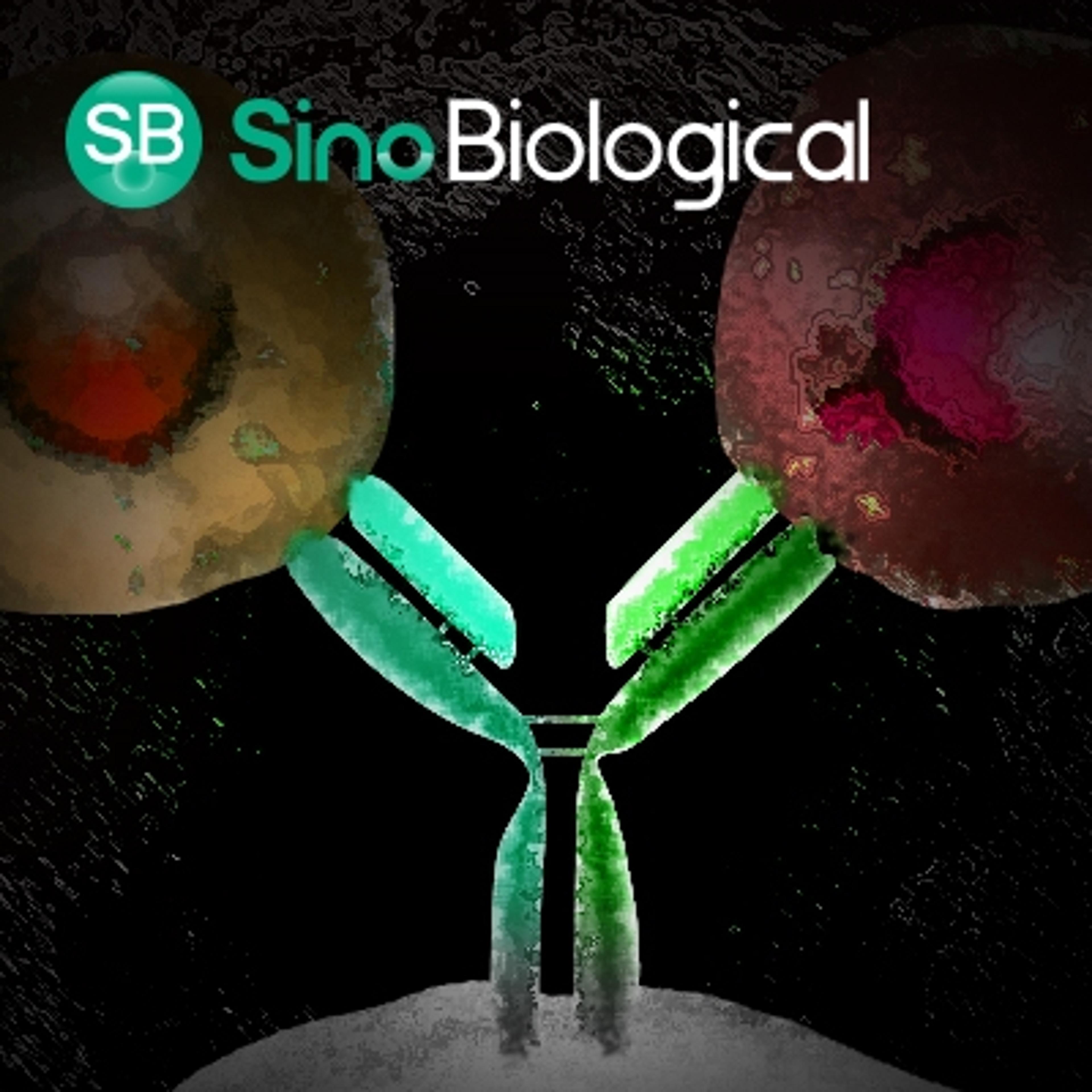 Multispecific Antibody Development - Sino Biological - Life Sciences