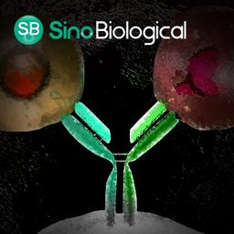 Multispecific Antibody Development - Sino Biological - Life Sciences