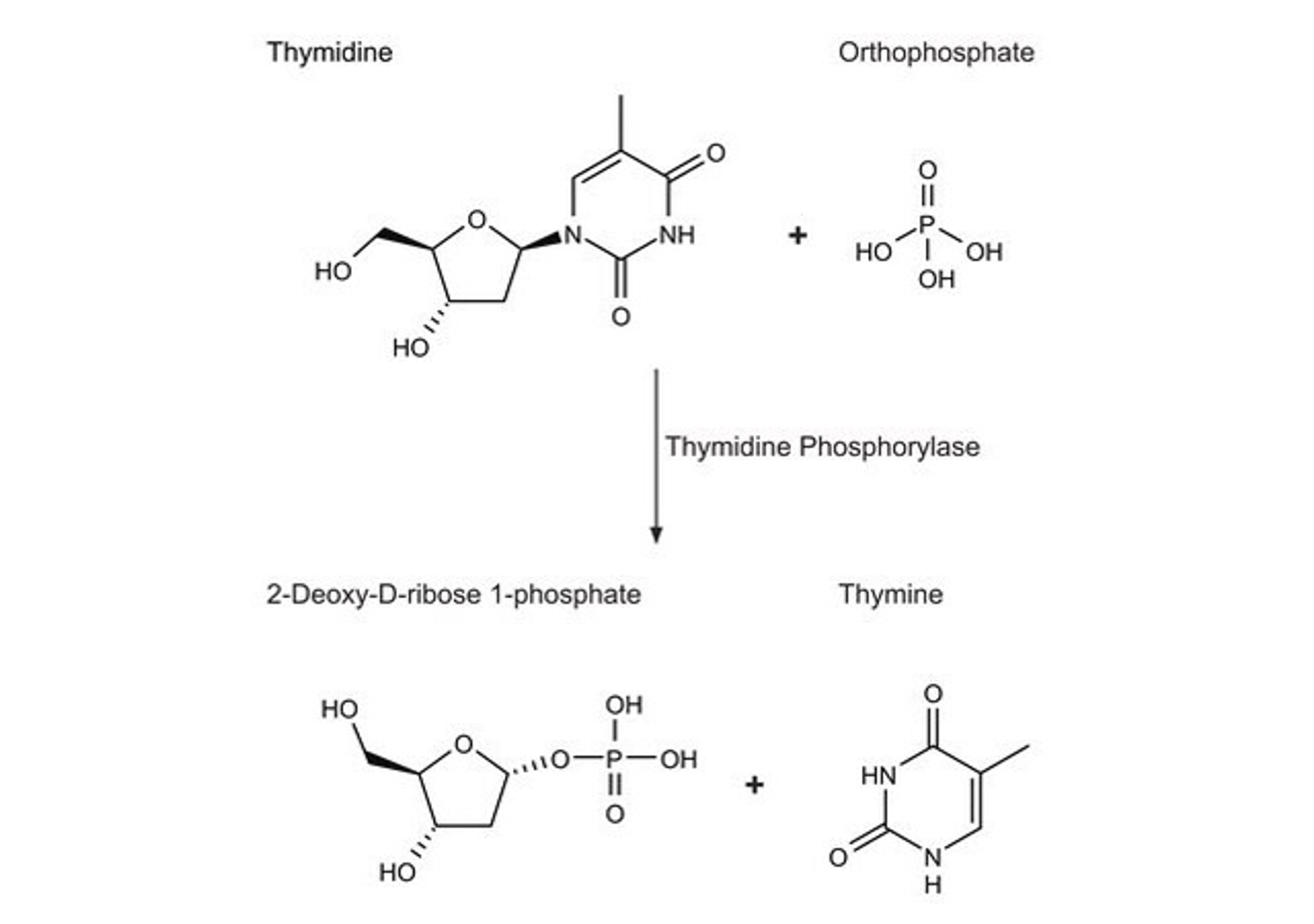 Thymidine Phosphorylase, recombinant from Escherichia coli - Merck - General Lab