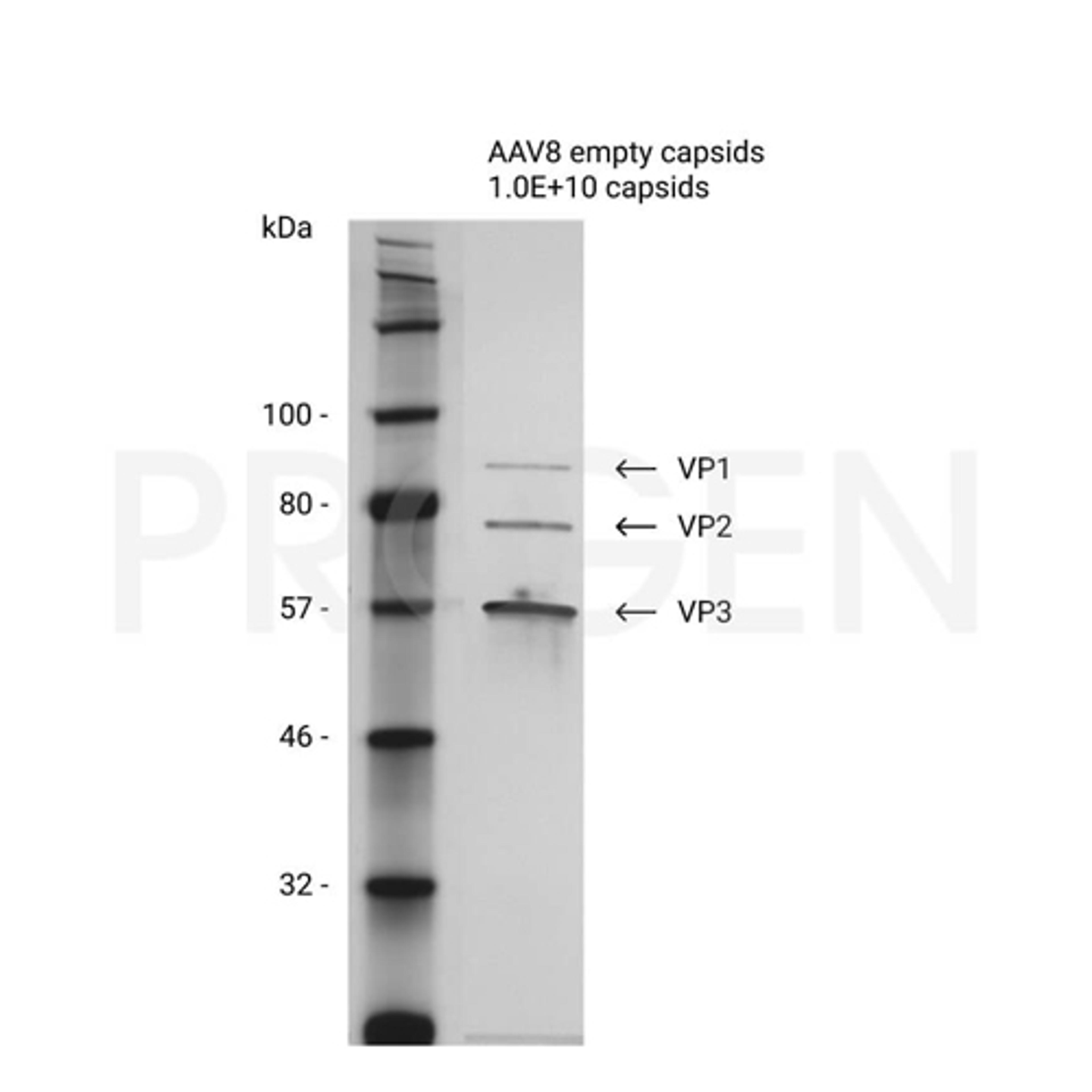 AAV8 empty capsids - PROGEN