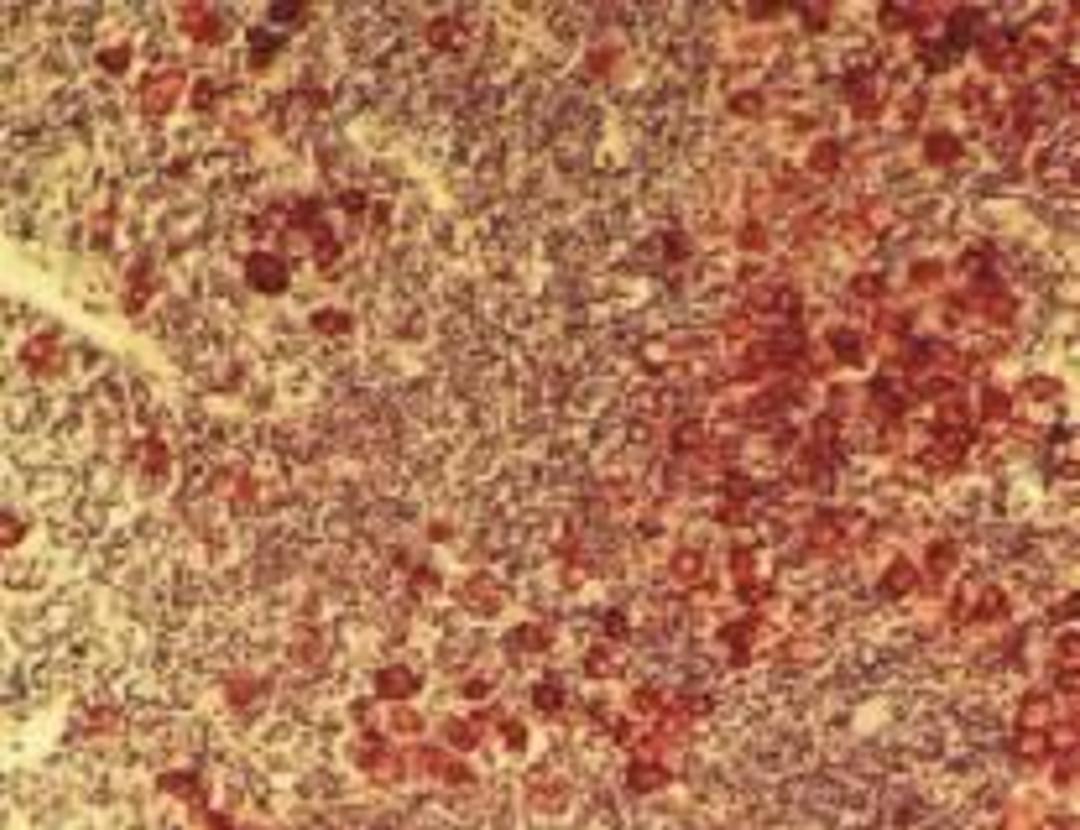 FAST RED Tablets - null - Life Sciences