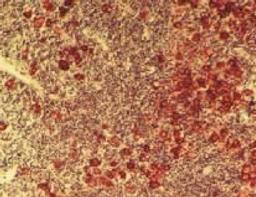 FAST RED Tablets - null - Life Sciences