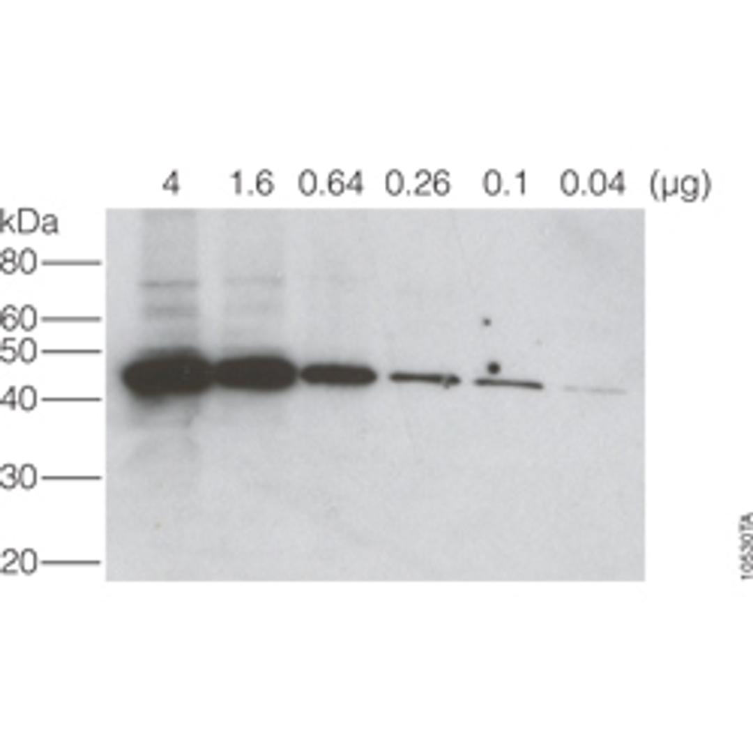 Primary and Secondary Antibodies - Promega Corp. - Life Sciences
