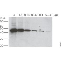 Primary and Secondary Antibodies - Promega Corp. - Life Sciences