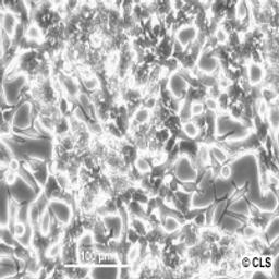 LNCaP - Cell Lines Service GmbH - Life Sciences