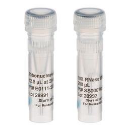 Ribonuclease R (RNase R) - LGC Biosearch Technologies - Life Sciences
