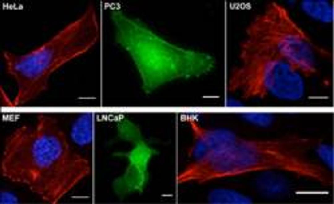 Cell Organelle Toolbox - Chromotek GmbH - Life Sciences