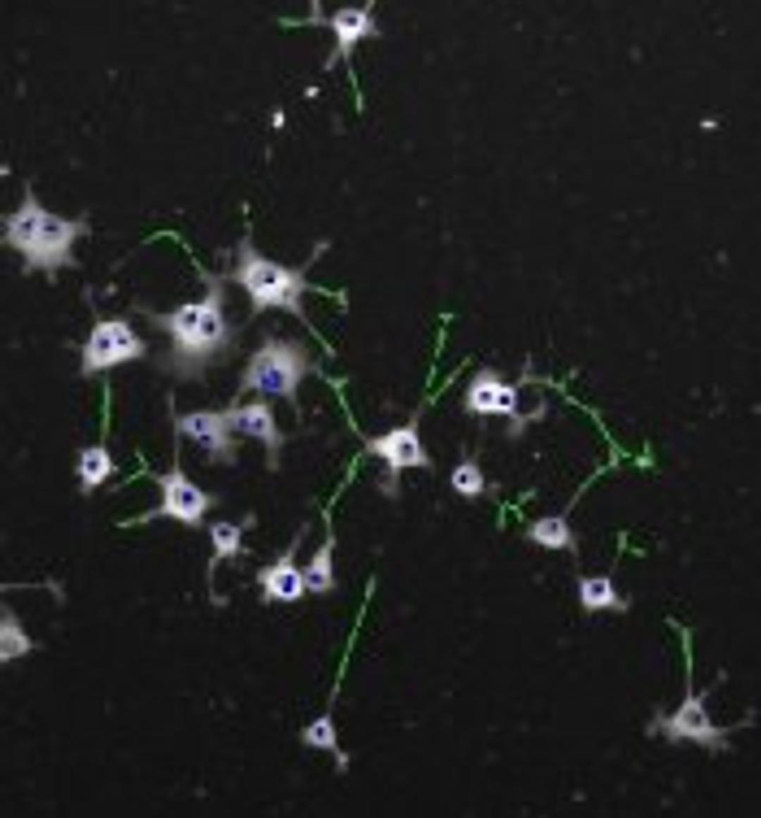 Neurite Outgrowth V2 Image Analysis BioApplication for Neurobiology - null - Life Sciences