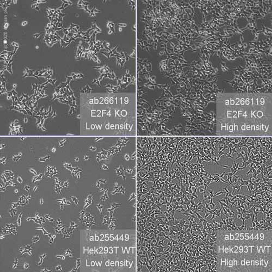 Human E2F4 knockout HEK293T cell line - Abcam plc - Life Sciences