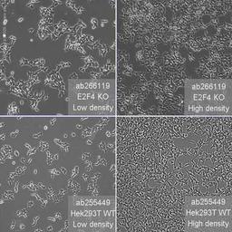 Human E2F4 knockout HEK293T cell line - Abcam plc - Life Sciences