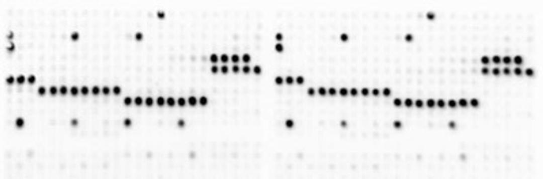 MODified™ Histone Peptide Array - Active Motif - Life Sciences