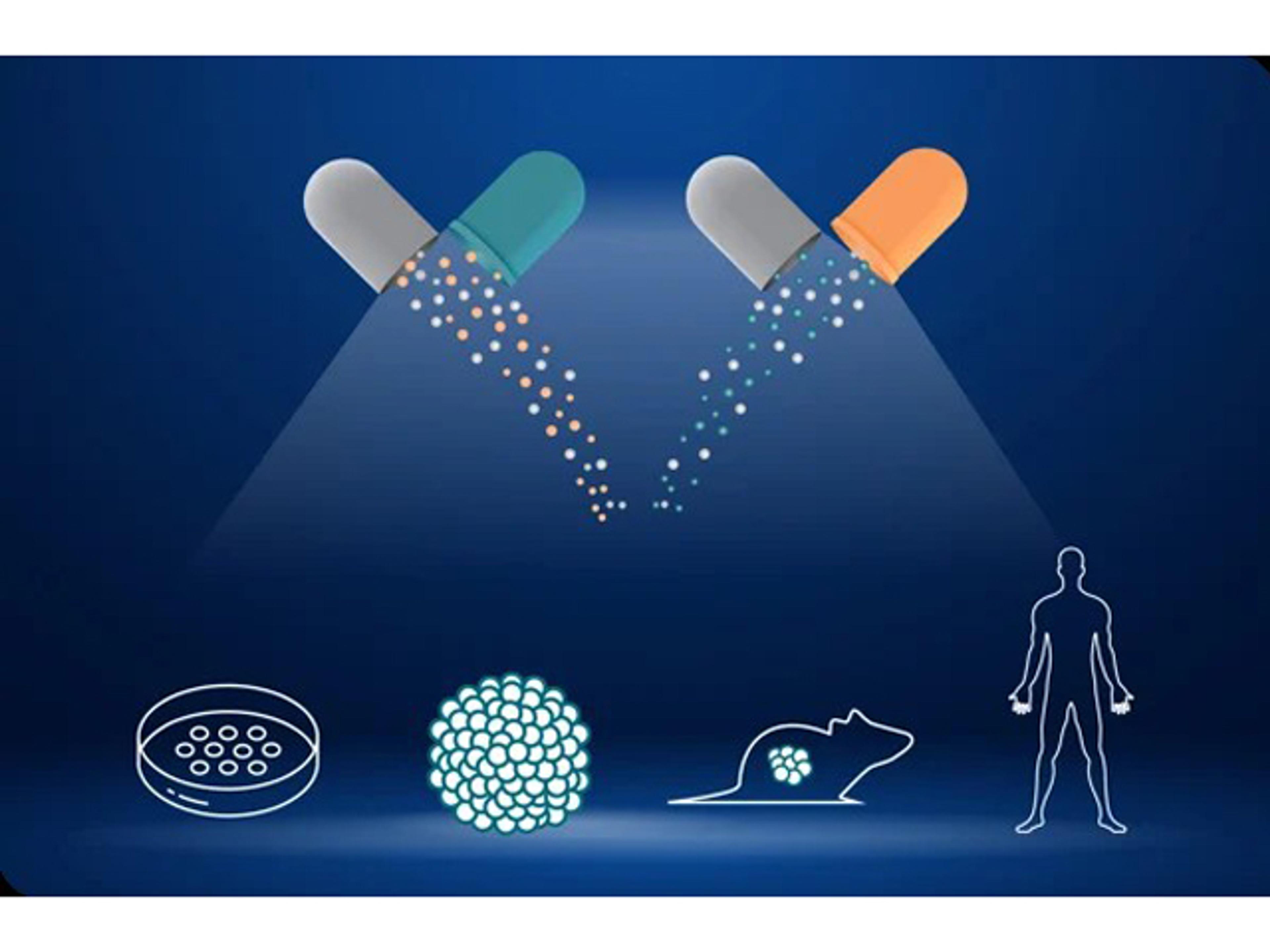 CrownSyn - Crown Bioscience - Drug discovery > Pre-Clinical Development