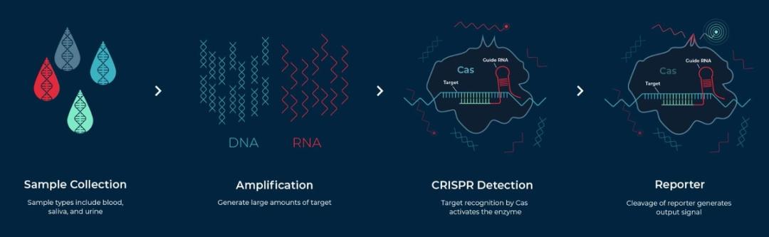 SHERLOCK™ - Sherlock Biosciences - Life Sciences