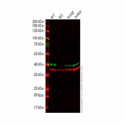 Human HNRNPAB knockout HEK293T cell line - Abcam plc - Life Sciences