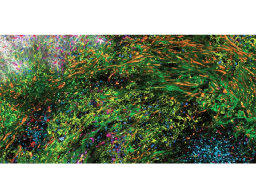 SpectraPlex 3D High-Multiplex Solution for Spatial Discoveries - Leica Microsystems Europe - Life Sciences