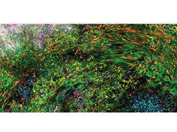 SpectraPlex 3D High-Multiplex Solution for Spatial Discoveries - Leica Microsystems Europe - Life Sciences