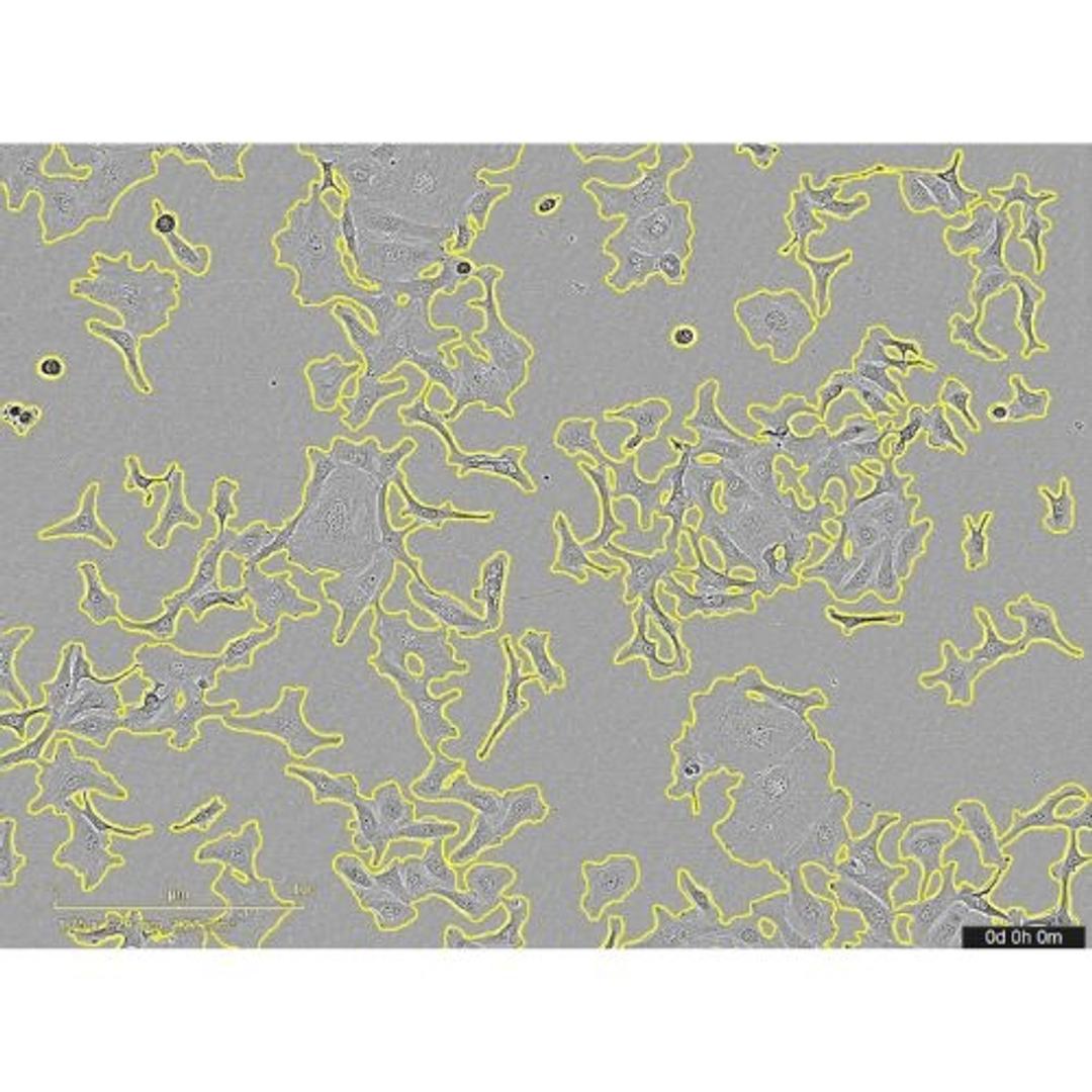 Incucyte® AI Confluence Analysis - Sartorius Group - Life Sciences