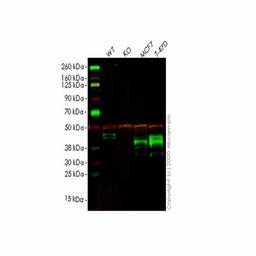 Human SLC9A3R2 (NHERF-2/SIP-1) knockout HEK293T cell line - Abcam plc - Life Sciences