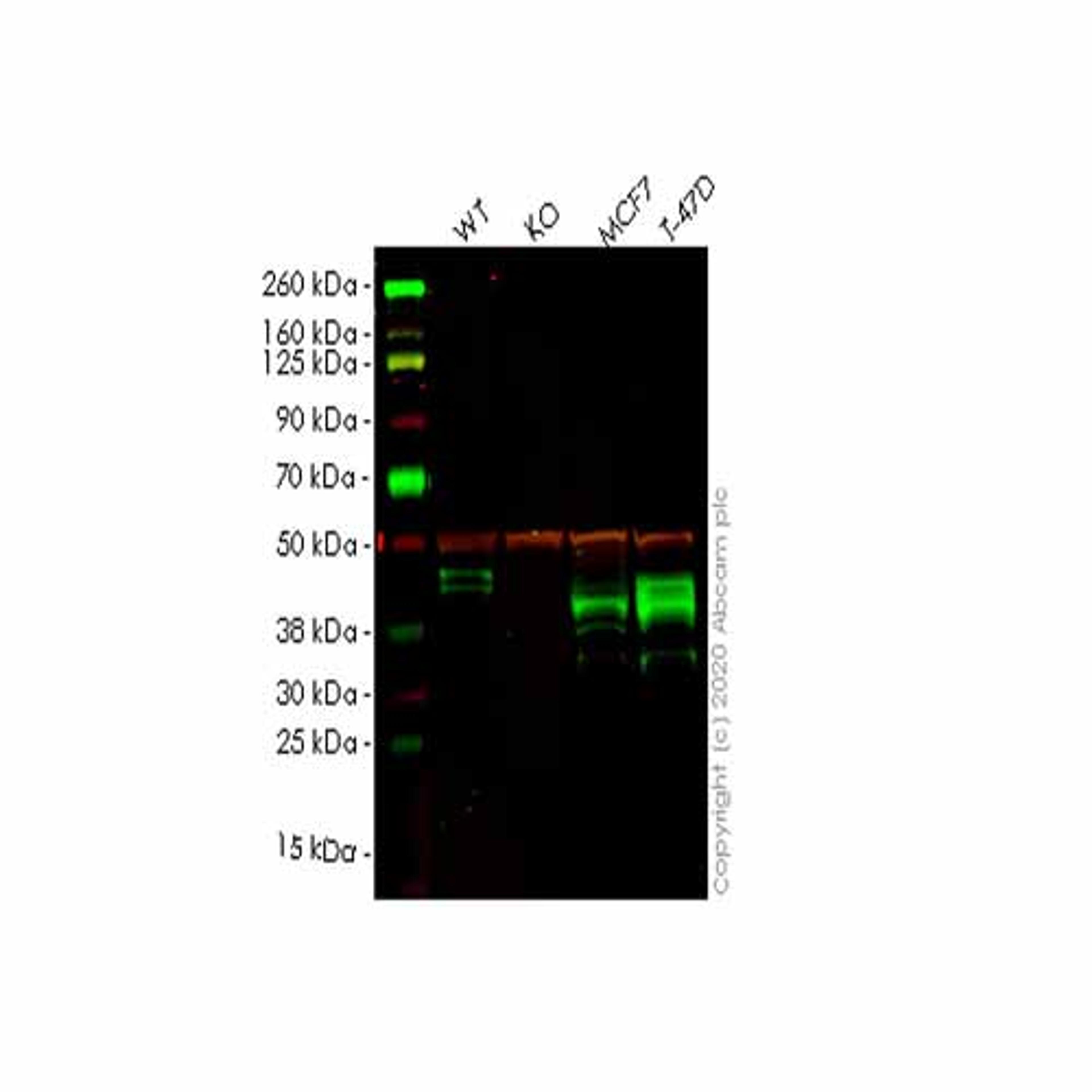Human SLC9A3R2 (NHERF-2/SIP-1) knockout HEK293T cell line - Abcam plc - Life Sciences