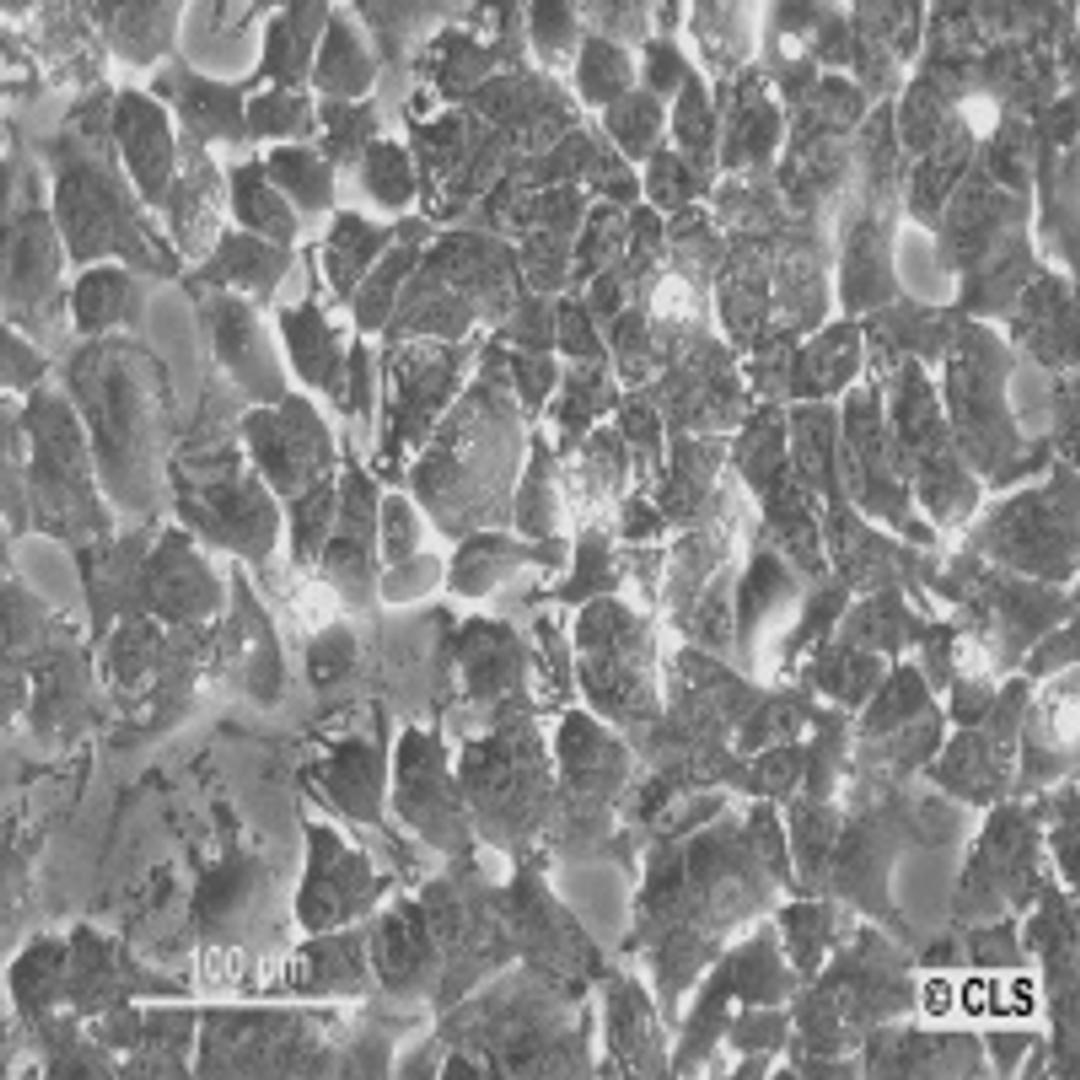 HuH7 - Cell Lines Service GmbH - Life Sciences