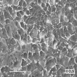 HuH7 - Cell Lines Service GmbH - Life Sciences