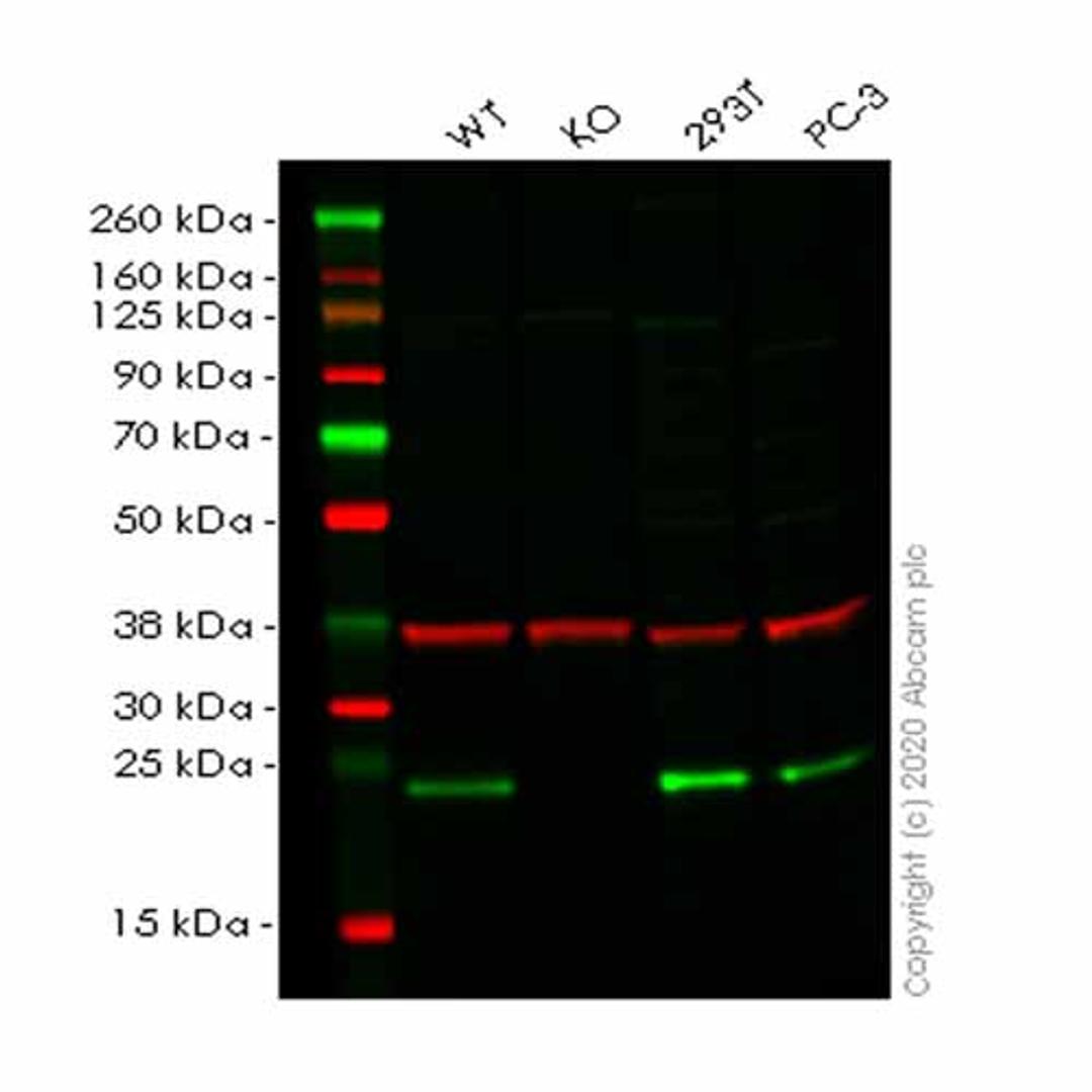 Human AES (Amino-terminal enhancer of split) knockout HCT116 cell line - Abcam plc - Life Sciences