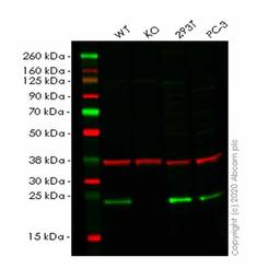 Human AES (Amino-terminal enhancer of split) knockout HCT116 cell line - Abcam plc - Life Sciences