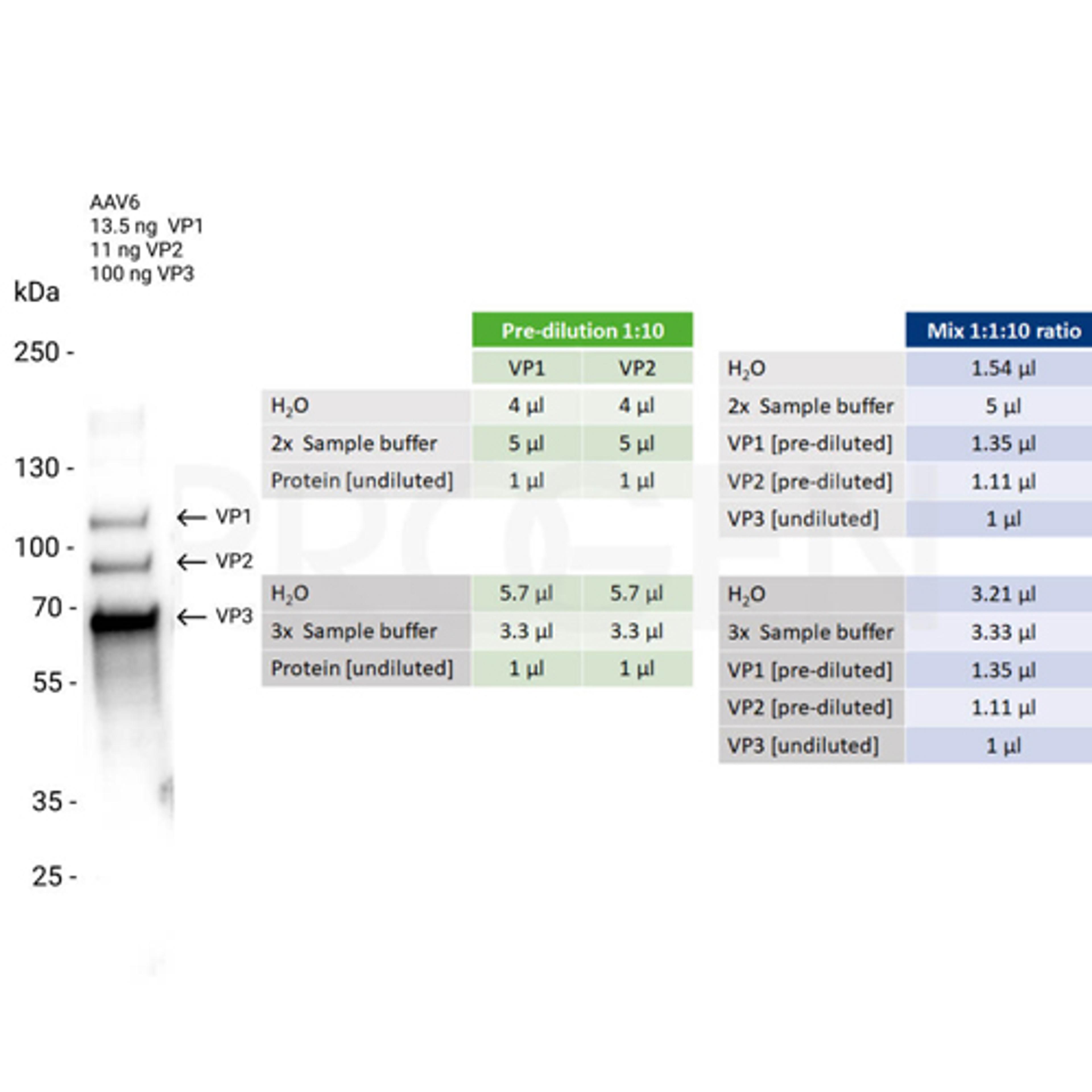 AAV6 VP1, recombinant protein - PROGEN