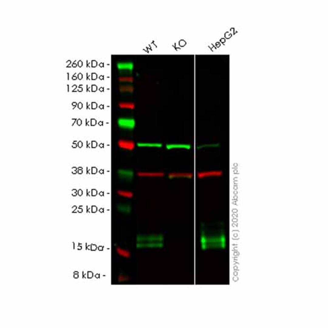 Human NPC2 (Niemann Pick C2) knockout HEK293T cell line - Abcam plc - Life Sciences