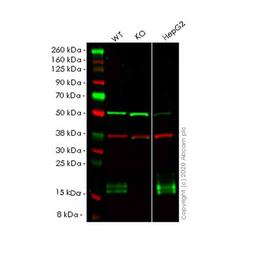 Human NPC2 (Niemann Pick C2) knockout HEK293T cell line - Abcam plc - Life Sciences