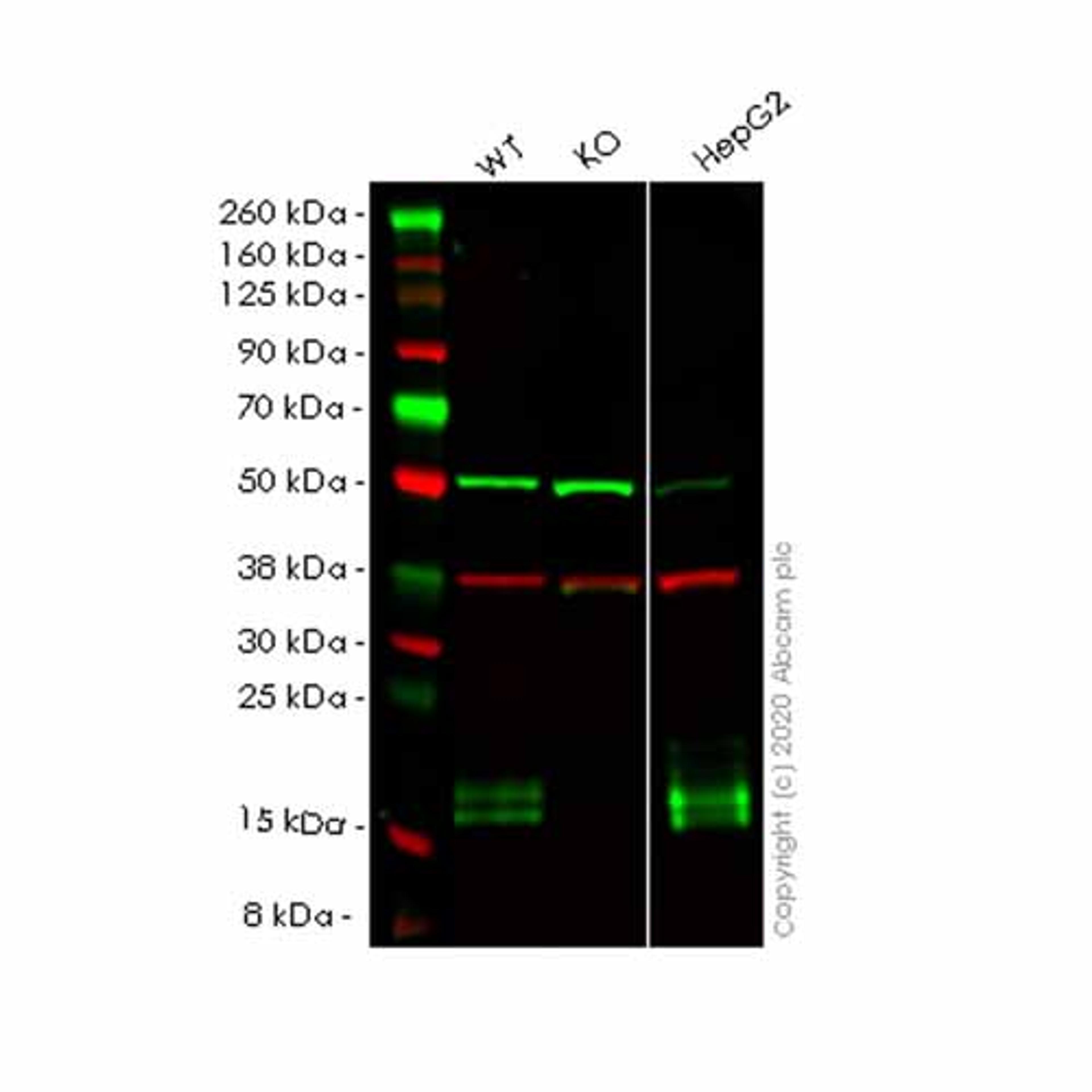 Human NPC2 (Niemann Pick C2) knockout HEK293T cell line - Abcam plc - Life Sciences