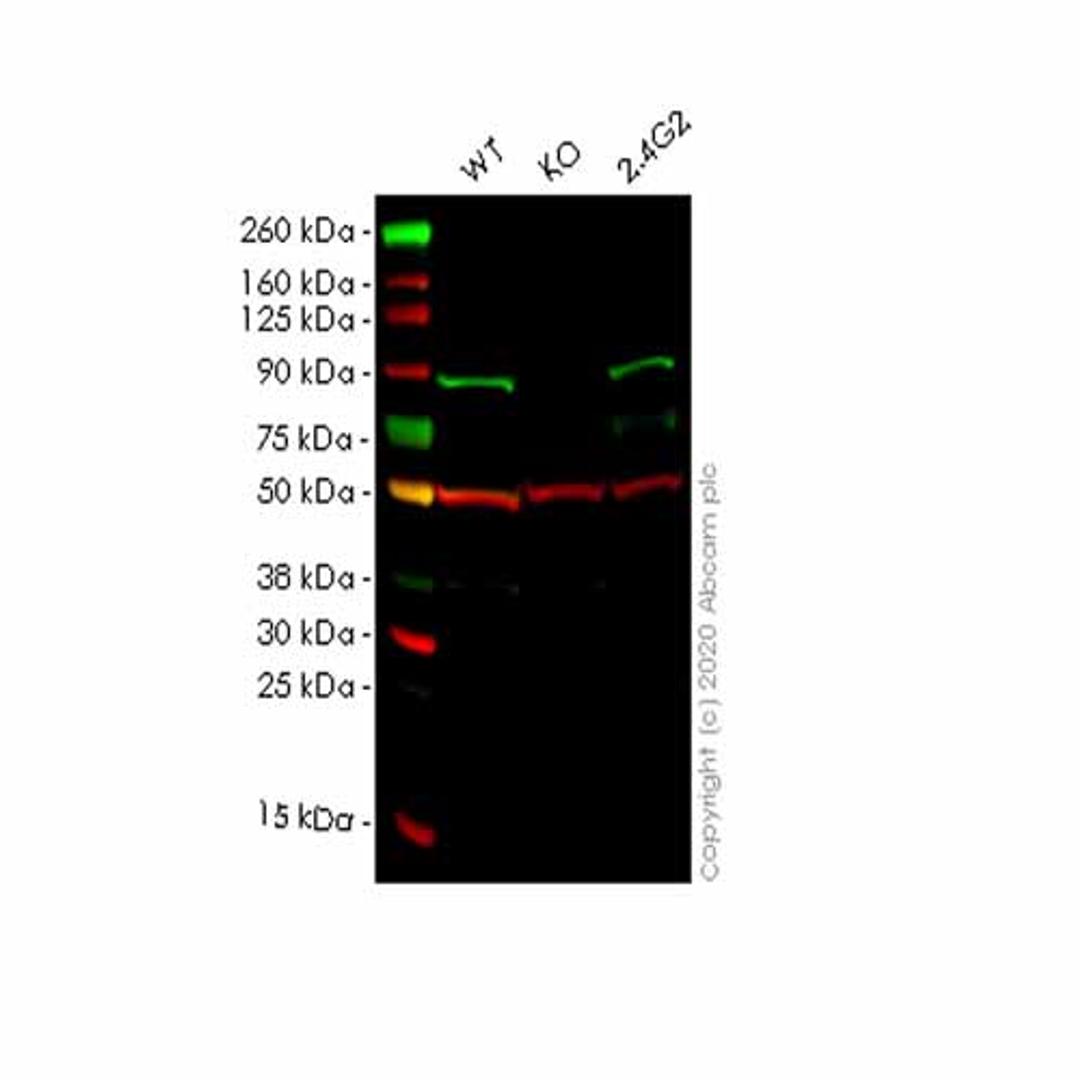 Human MAPK6 (ERK3) knockout HeLa cell line - Abcam plc - Life Sciences
