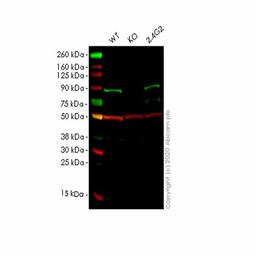 Human MAPK6 (ERK3) knockout HeLa cell line - Abcam plc - Life Sciences