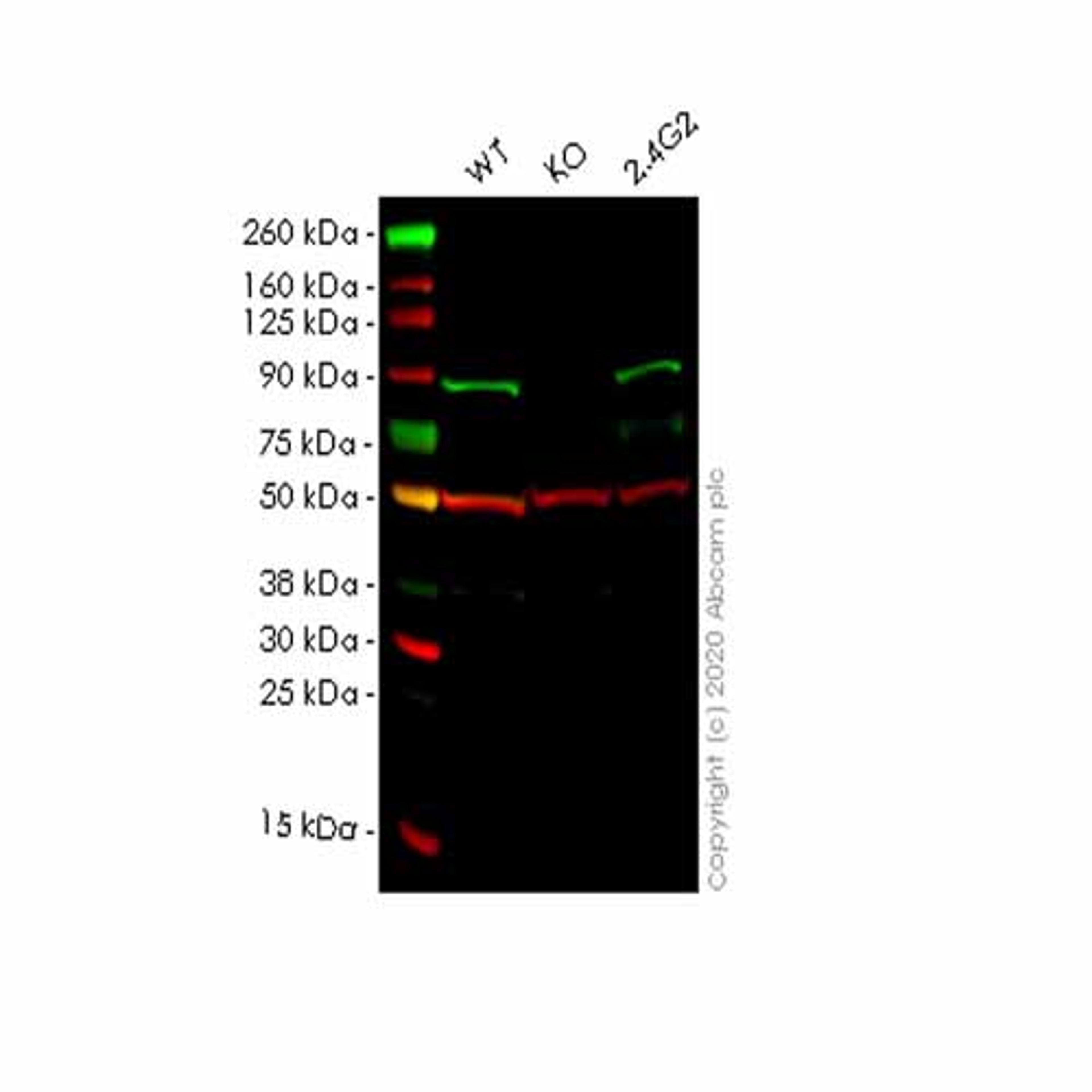 Human MAPK6 (ERK3) knockout HeLa cell line - Abcam plc - Life Sciences