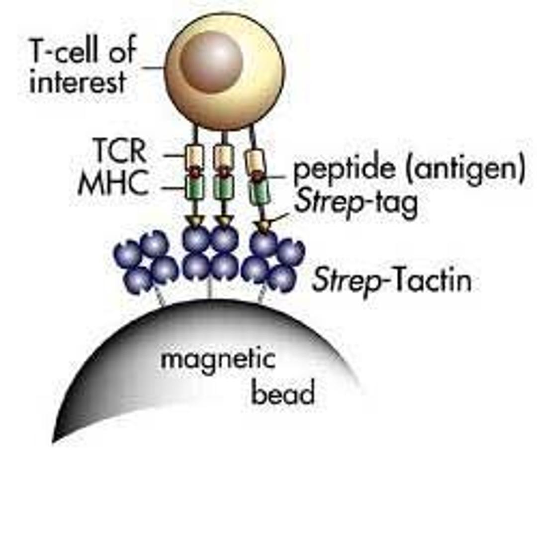 Streptamer® Magnetic Beads IBA BioTAGnology - IBA BioTAGnology - Life Sciences