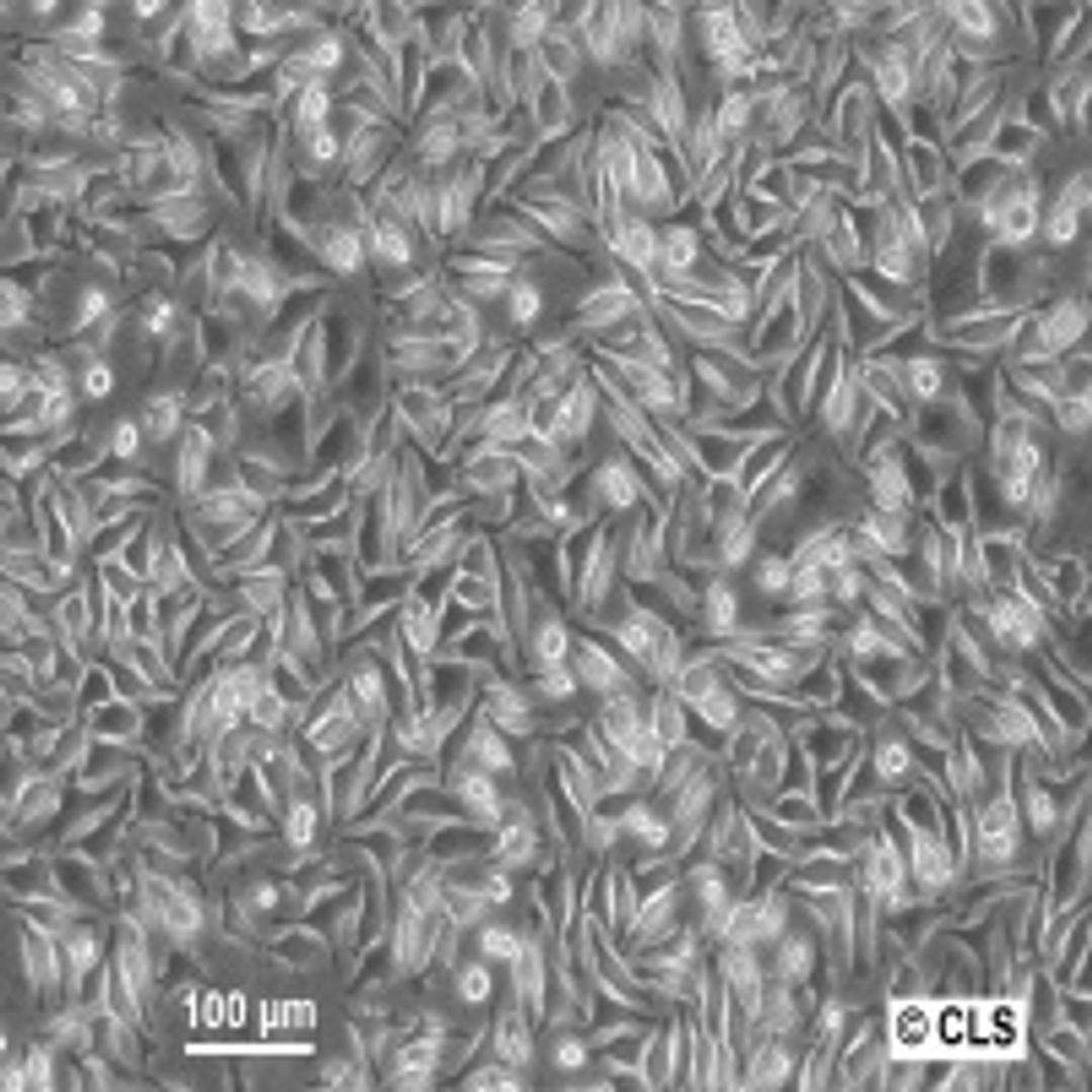 L-929 - Cell Lines Service GmbH - Life Sciences