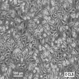 L-929 - Cell Lines Service GmbH - Life Sciences