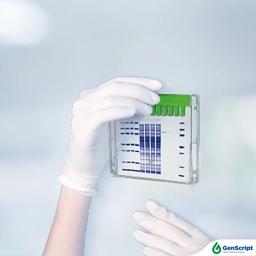 Genscript Precast Gels - GenScript - Life Sciences