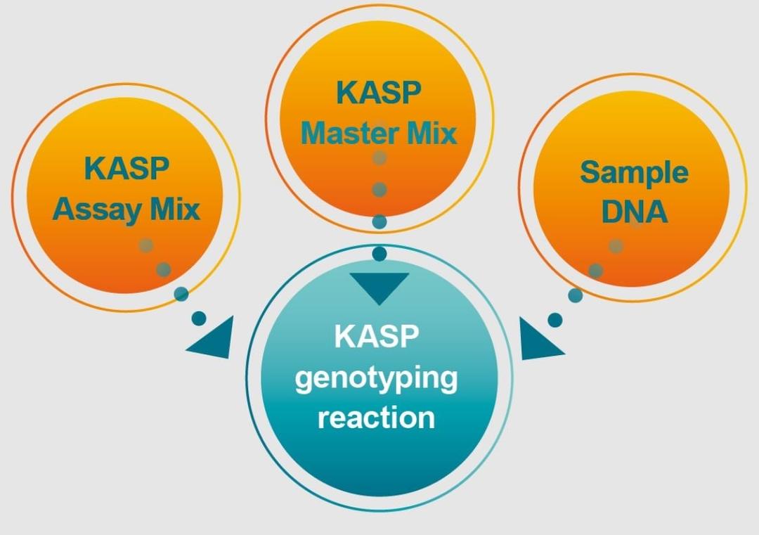 KASP™ Genotyping Reagents - LGC Biosearch Technologies - Life Sciences