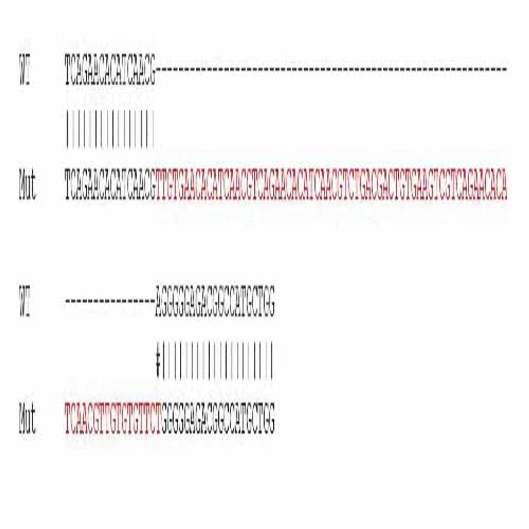Human BSG (CD147) knockout A549 cell line - Abcam plc - Life Sciences