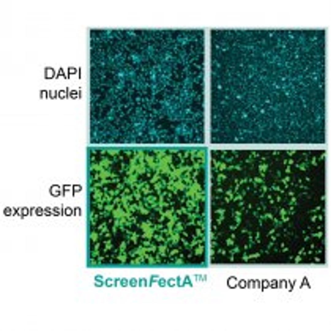ScreenFect A Transfection Reagent - Alpha Laboratories Ltd - Life Sciences