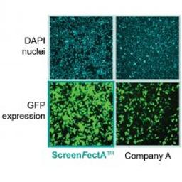 ScreenFect A Transfection Reagent - Alpha Laboratories Ltd - Life Sciences