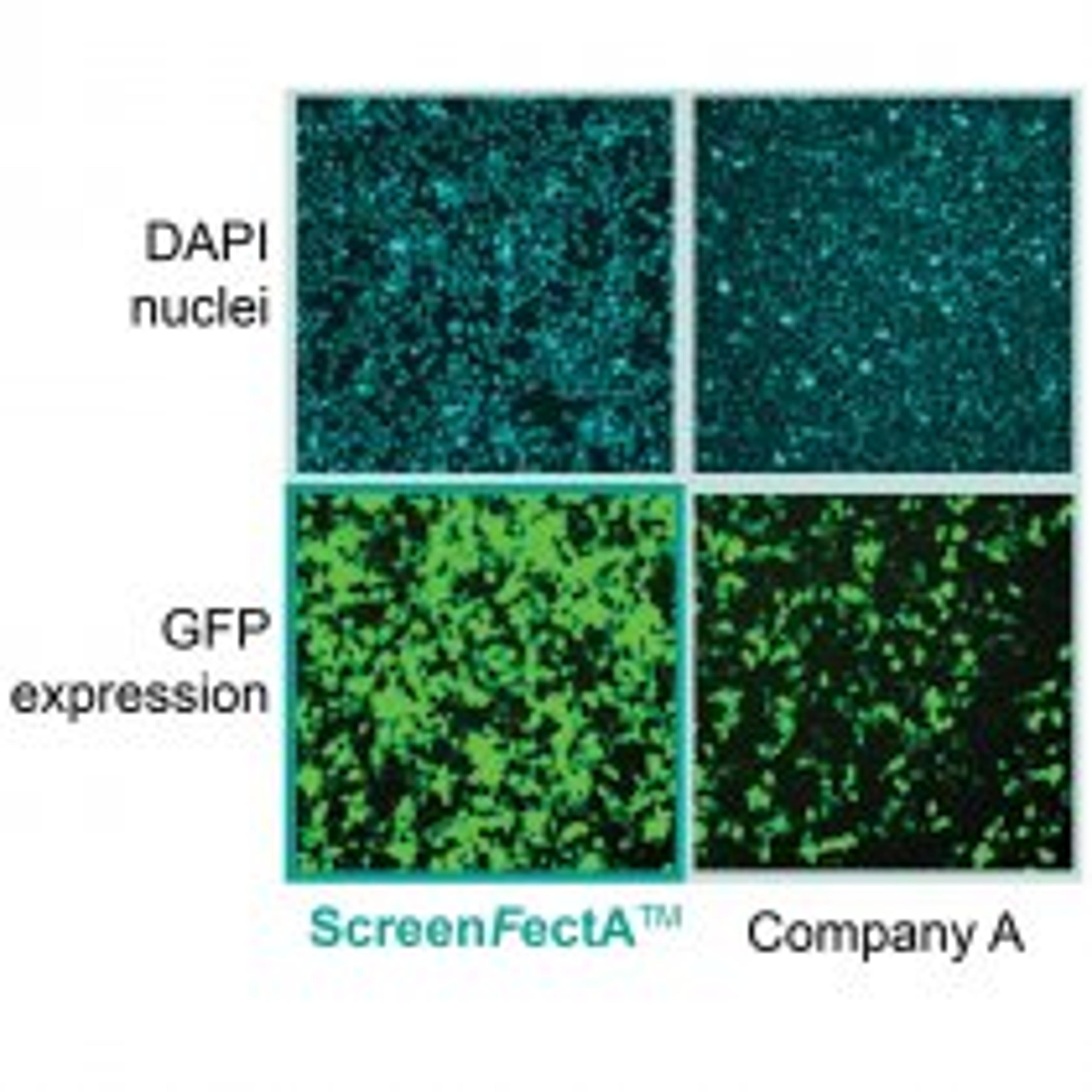 ScreenFect A Transfection Reagent - Alpha Laboratories Ltd - Life Sciences