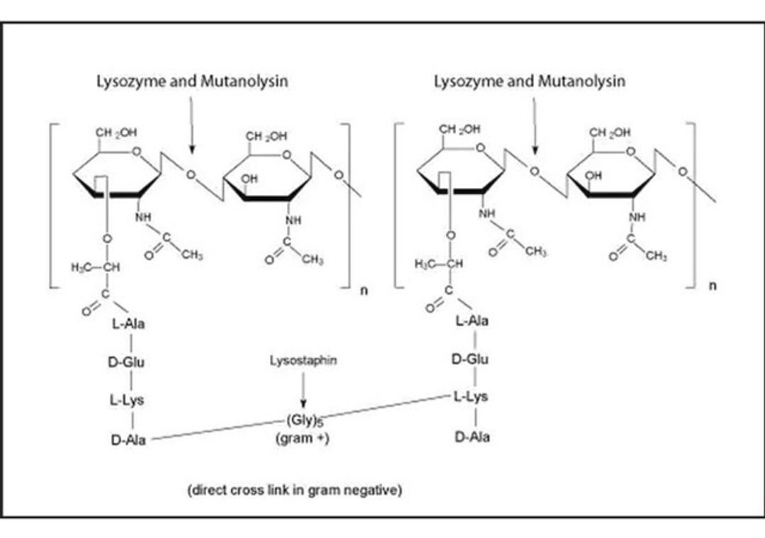 Mutanolysin From Streptomyces globisporus ATCC 21553 - Merck - Drug Discovery & Development